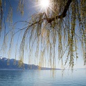 Bord du lac Vevey - 020